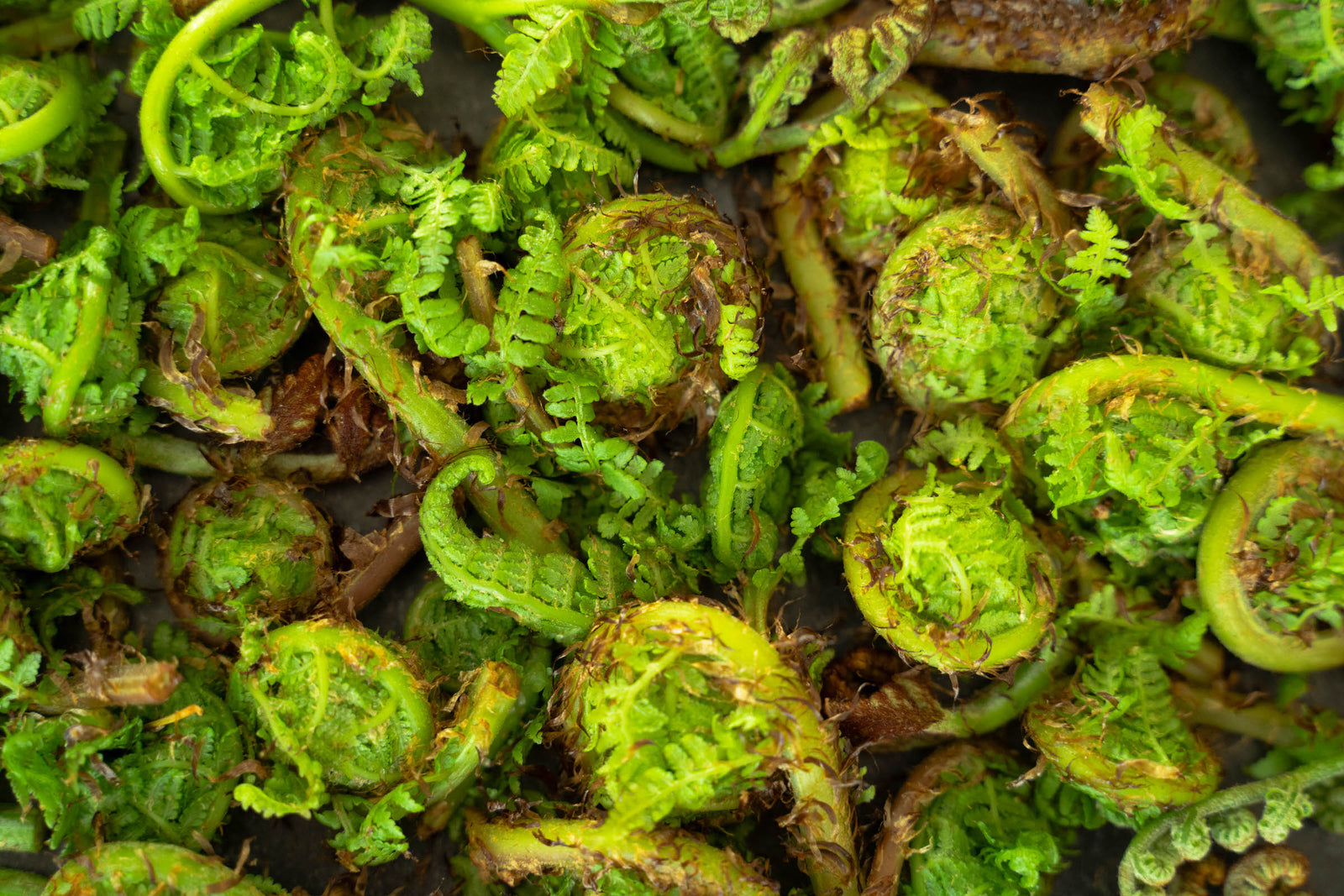 A pile of lady fern fiddleheads harvested from the forest
