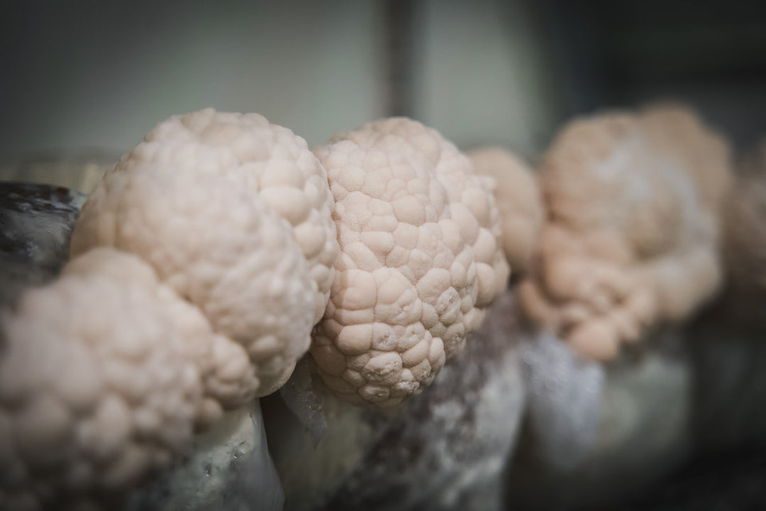 What’s So Special About Lion's Mane Mushrooms?