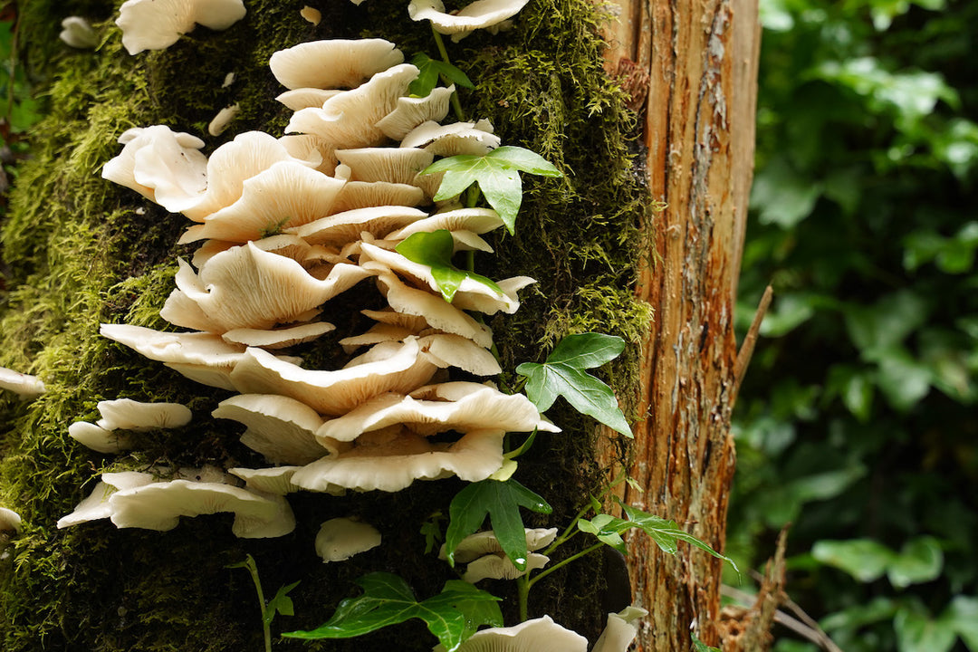 7 Mushroom Innovations That Are Changing the World