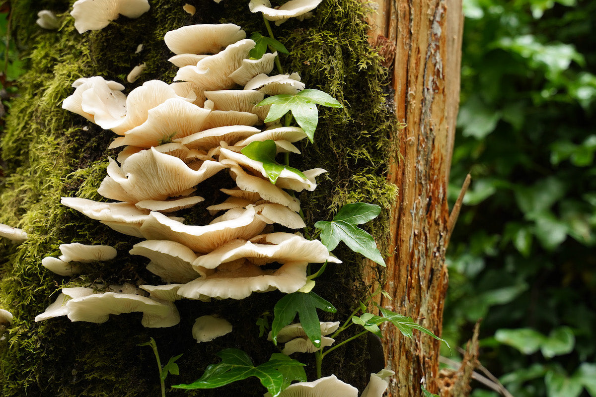 Wild oyster mushrooms growing on a tree in the forest