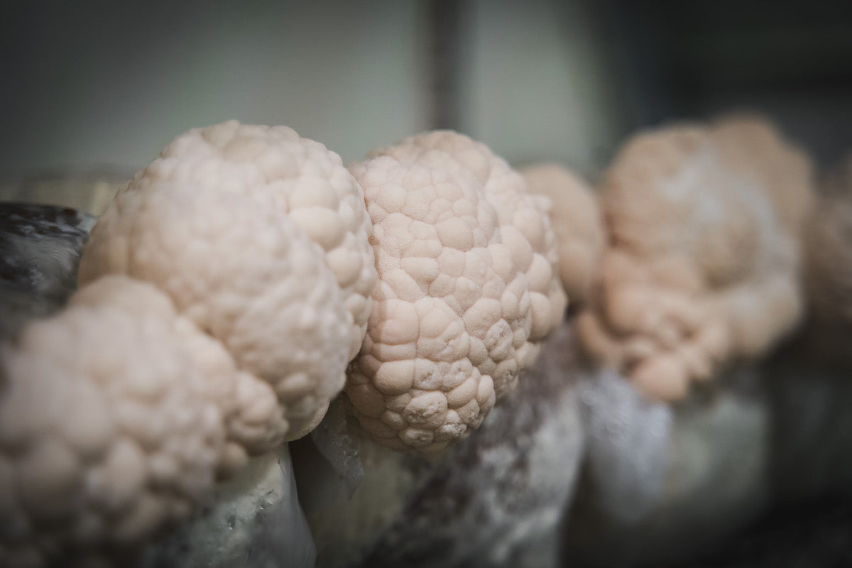 Lion's mane mushrooms growing at an organic mushroom farm